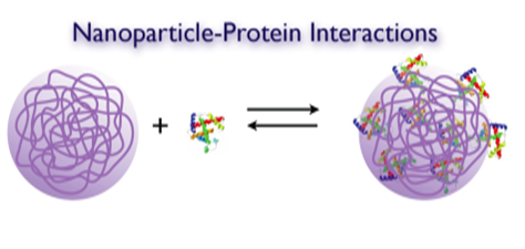 Nanoparticle-protein interactions
