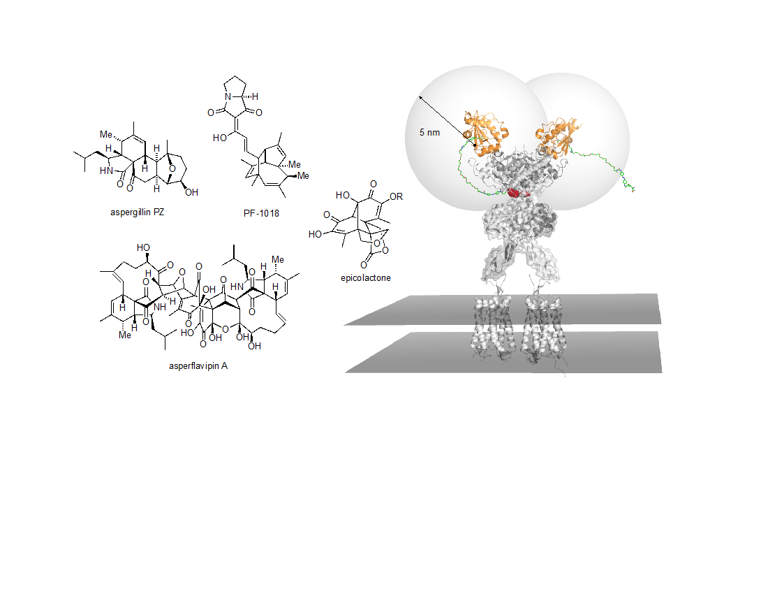 Dirk Trauner – Princeton University Department of Chemistry