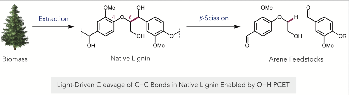 Light-driven cleavage of C-C bonds in native lignin enabled by Proton-Coupled Electron Transfer.