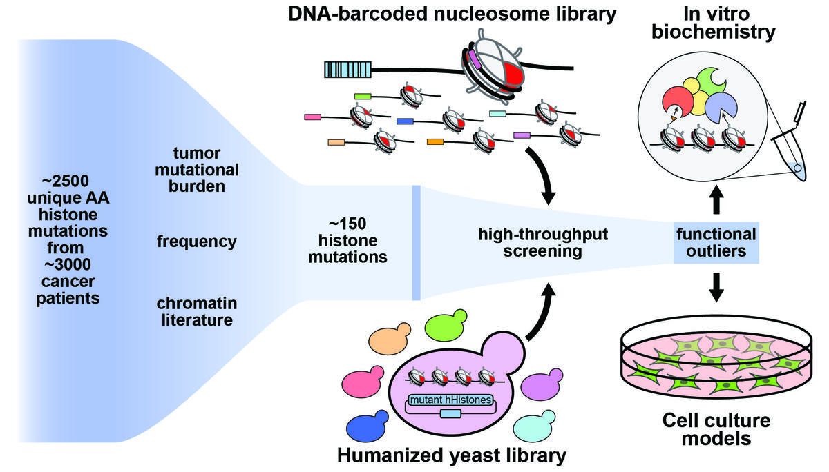 The Muir lab developed two complementary high-throughput screening tools for experimental interrogation of these mutations: a DNA-barcoded nucleosome library, and a “humanized” yeast library.
