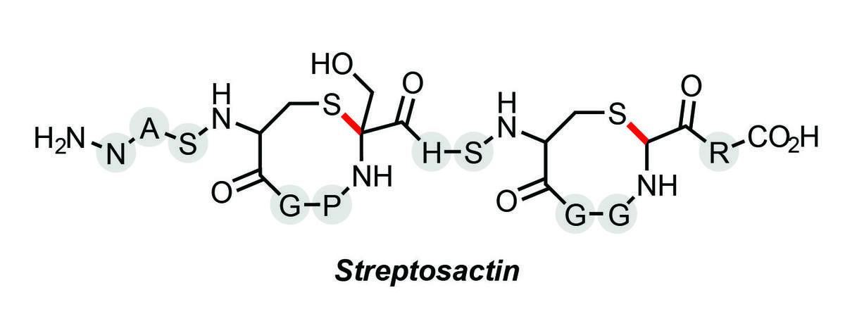 Streptosactin structure