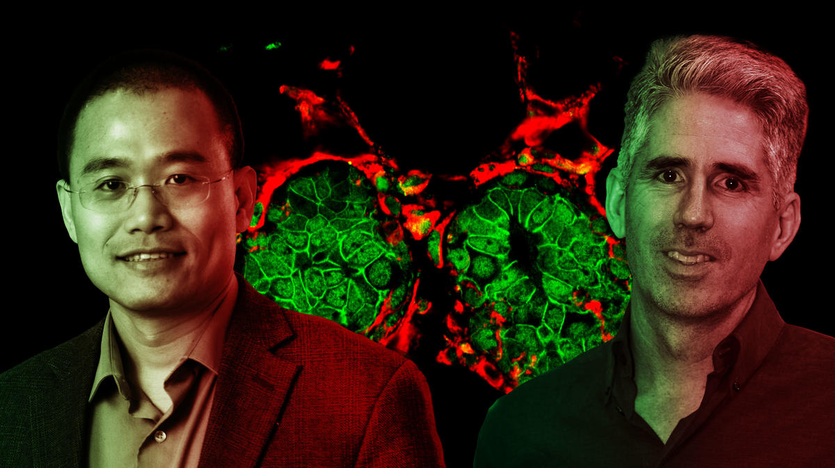 Yibin Kang and Josh Rabinowitz, two of the three founding members of the new Ludwig Princeton Branch, with a fluorescent background image created by the Kang lab.   Image courtesy of Matilda Luk and Rumela Charkrabarti